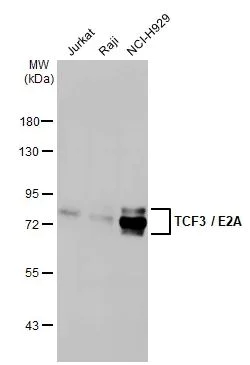 Western blot - Anti-TCF3 / E2A antibody [HL1954] (AB308211)