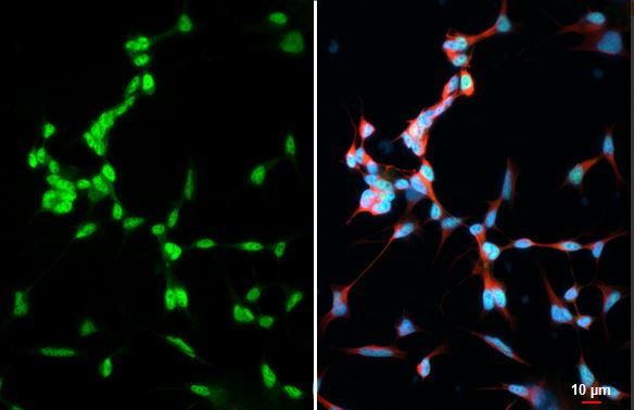 Western blot - Anti-TCF3 / E2A antibody [HL1954] (AB308211), expandable thumbnail