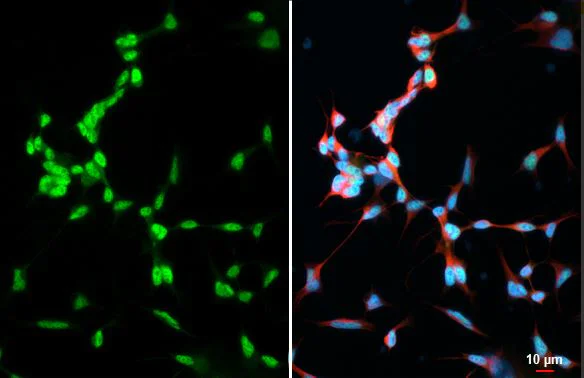 Western blot - Anti-TCF3 / E2A antibody [HL1954] (AB308211)