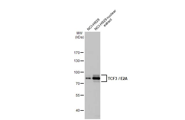 Western blot - Anti-TCF3 / E2A antibody [HL1954] (AB308211), expandable thumbnail