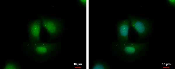 Immunocytochemistry/ Immunofluorescence - Anti-TCF3 / E2A antibody - N-terminal (AB229605)