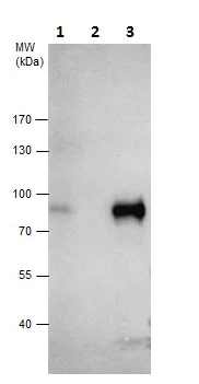 Immunoprecipitation - Anti-TCF3 / E2A antibody - N-terminal (AB229605)