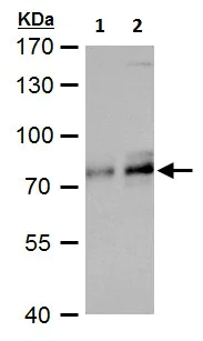 Western blot - Anti-TCF3 / E2A antibody - N-terminal (AB229605)
