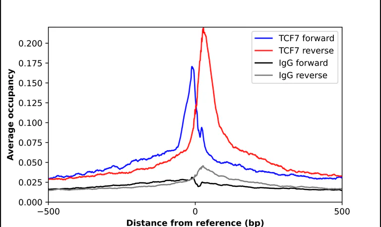 ChIP - Anti-TCF7 Antibody (AB327273)