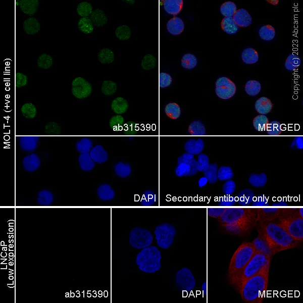 Immunocytochemistry/ Immunofluorescence - Anti-TCF7 antibody [EPR28579-32] - BSA and Azide free (AB315391)