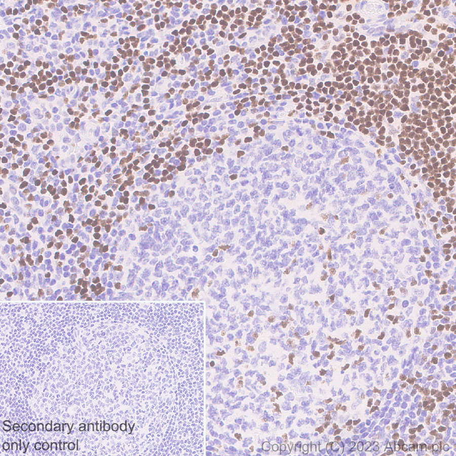 Immunohistochemistry (Formalin/PFA-fixed paraffin-embedded sections) - Anti-TCF7 antibody [EPR28579-32] - BSA and Azide free (ab315391), expandable thumbnail