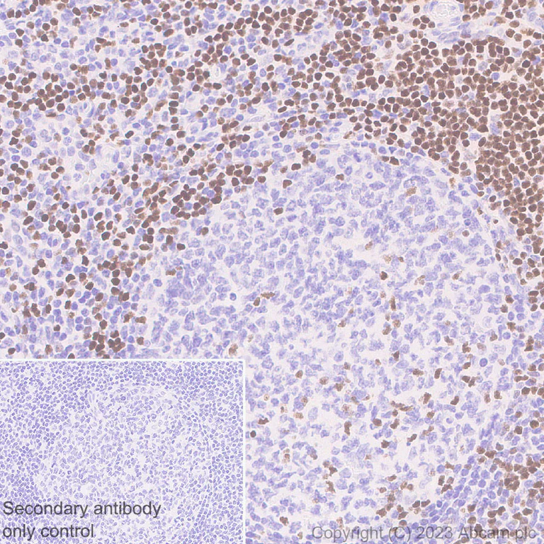 Immunohistochemistry (Formalin/PFA-fixed paraffin-embedded sections) - Anti-TCF7 antibody [EPR28579-32] - BSA and Azide free (AB315391)