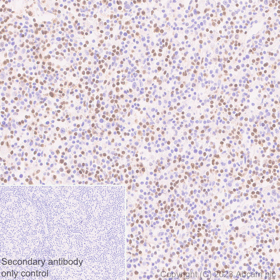 Immunohistochemistry (Formalin/PFA-fixed paraffin-embedded sections) - Anti-TCF7 antibody [EPR28579-32] - BSA and Azide free (ab315391), expandable thumbnail