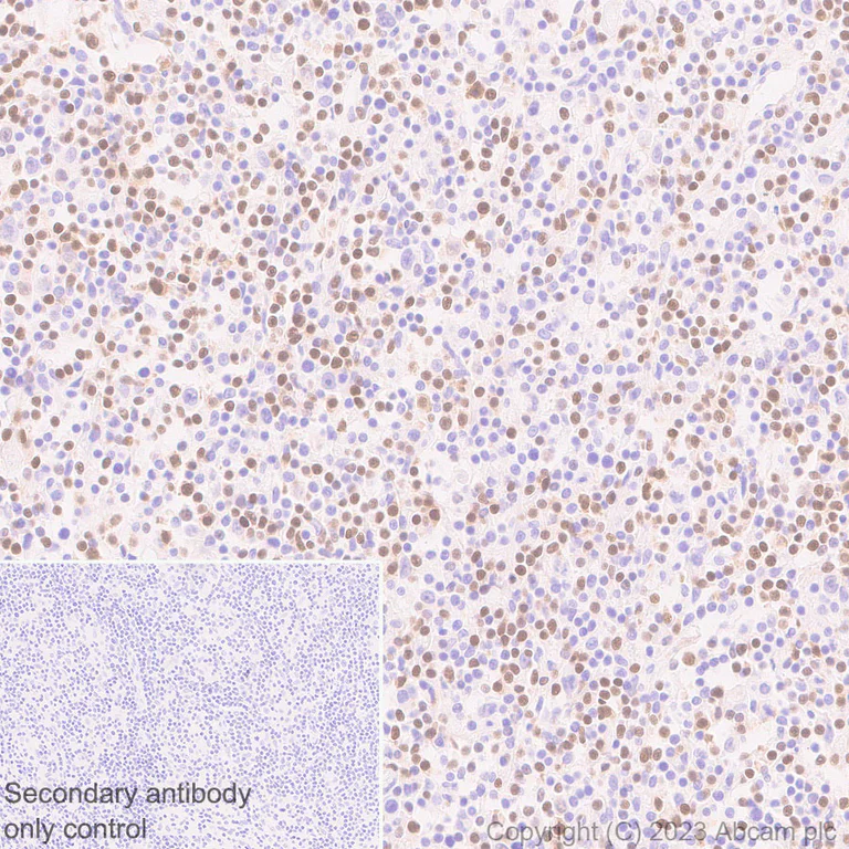 Immunohistochemistry (Formalin/PFA-fixed paraffin-embedded sections) - Anti-TCF7 antibody [EPR28579-32] - BSA and Azide free (AB315391)