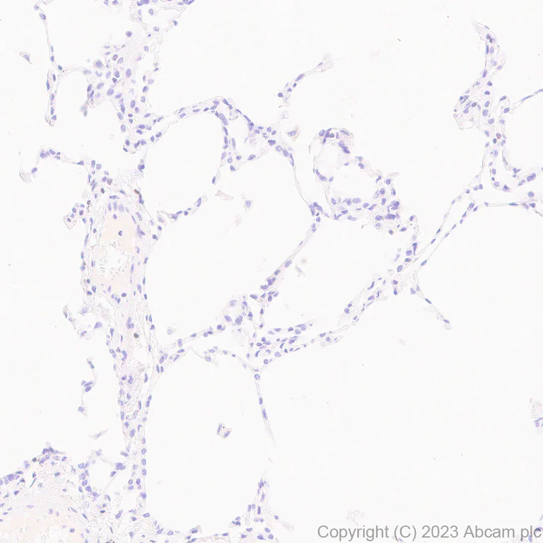 Immunohistochemistry (Formalin/PFA-fixed paraffin-embedded sections) - Anti-TCF7 antibody [EPR28579-32] - BSA and Azide free (AB315391)