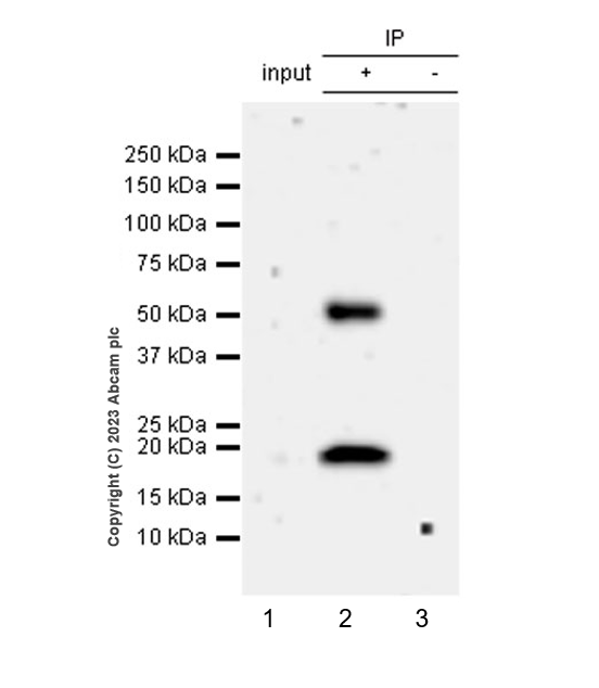 Immunoprecipitation - Anti-TCF7 antibody [EPR28579-32] - BSA and Azide free (AB315391), expandable thumbnail