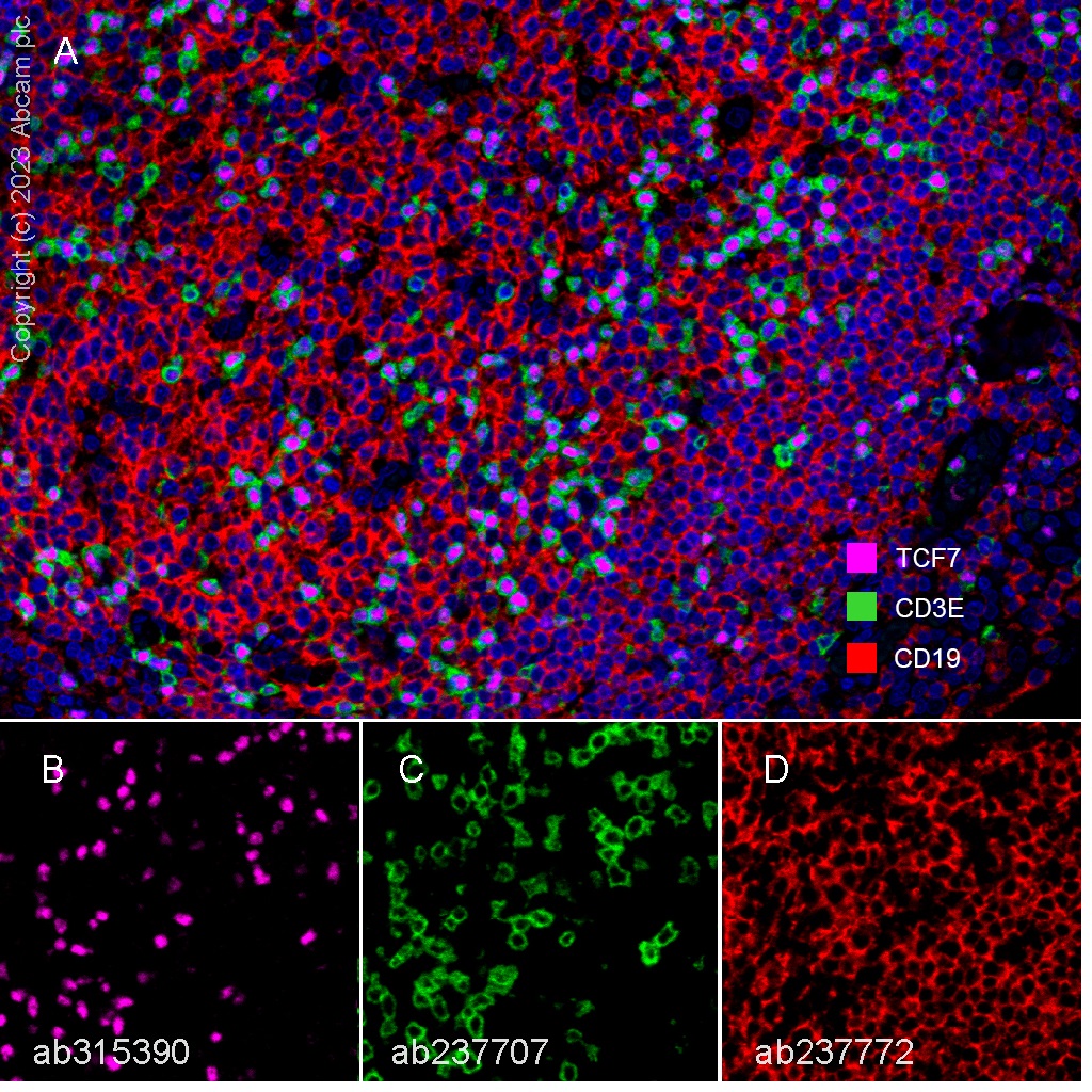 Multiplex immunohistochemistry - Anti-TCF7 antibody [EPR28579-32] - BSA and Azide free (AB315391), expandable thumbnail