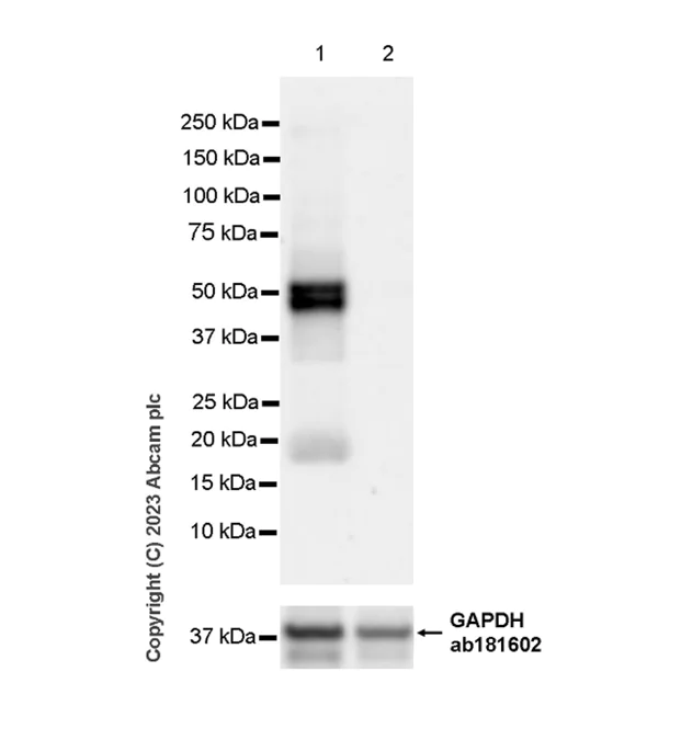 Western blot - Anti-TCF7 antibody [EPR28579-32] - BSA and Azide free (AB315391)