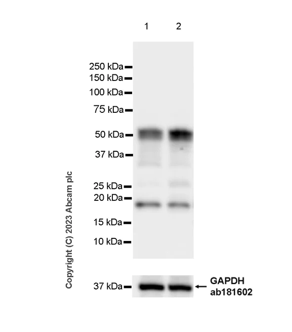 Western blot - Anti-TCF7 antibody [EPR28579-32] - BSA and Azide free (AB315391)