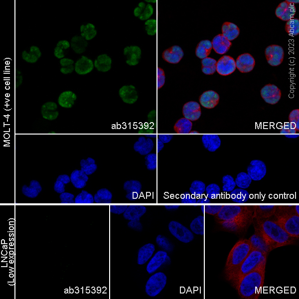 Immunocytochemistry/ Immunofluorescence - Anti-TCF7 antibody [EPR28579-5] - BSA and Azide free (ab315393), expandable thumbnail