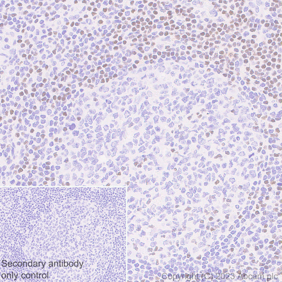 Immunohistochemistry (Formalin/PFA-fixed paraffin-embedded sections) - Anti-TCF7 antibody [EPR28579-5] - BSA and Azide free (ab315393), expandable thumbnail
