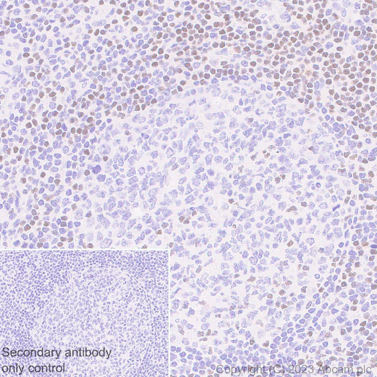 Immunohistochemistry (Formalin/PFA-fixed paraffin-embedded sections) - Anti-TCF7 antibody [EPR28579-5] - BSA and Azide free (AB315393)