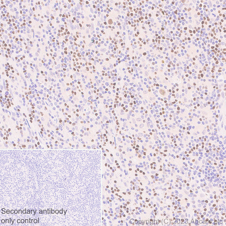 Immunohistochemistry (Formalin/PFA-fixed paraffin-embedded sections) - Anti-TCF7 antibody [EPR28579-5] - BSA and Azide free (ab315393), expandable thumbnail