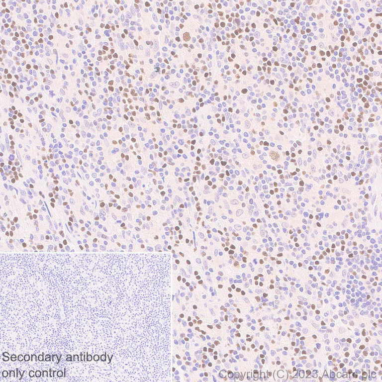 Immunohistochemistry (Formalin/PFA-fixed paraffin-embedded sections) - Anti-TCF7 antibody [EPR28579-5] - BSA and Azide free (AB315393)