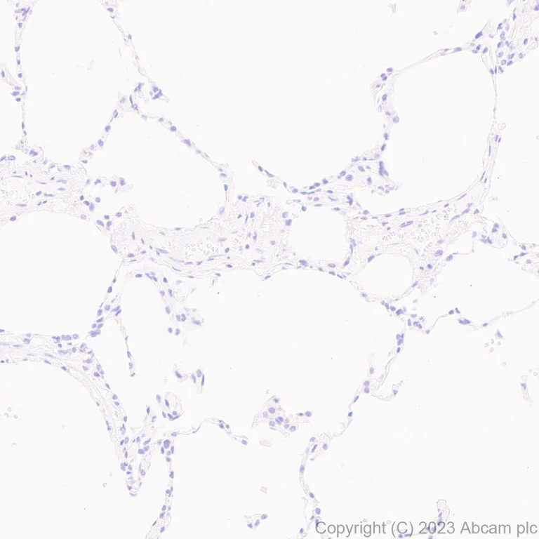 Immunohistochemistry (Formalin/PFA-fixed paraffin-embedded sections) - Anti-TCF7 antibody [EPR28579-5] - BSA and Azide free (AB315393)