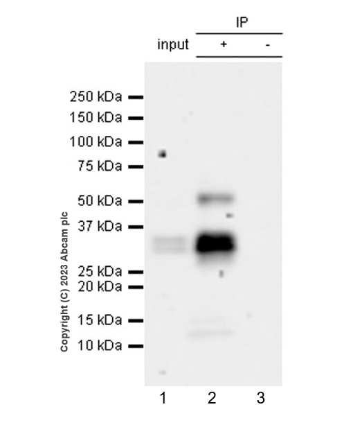 Immunoprecipitation - Anti-TCF7 antibody [EPR28579-5] - BSA and Azide free (AB315393), expandable thumbnail