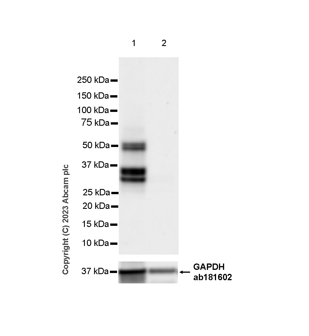 Western blot - Anti-TCF7 antibody [EPR28579-5] - BSA and Azide free (AB315393), expandable thumbnail