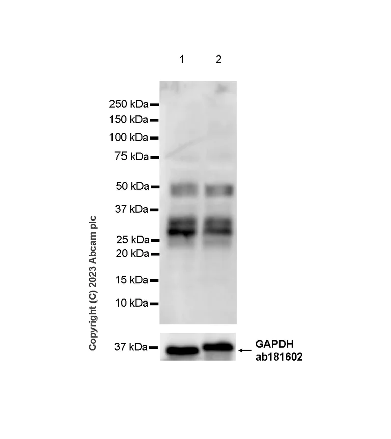 Western blot - Anti-TCF7 antibody [EPR28579-5] - BSA and Azide free (AB315393)