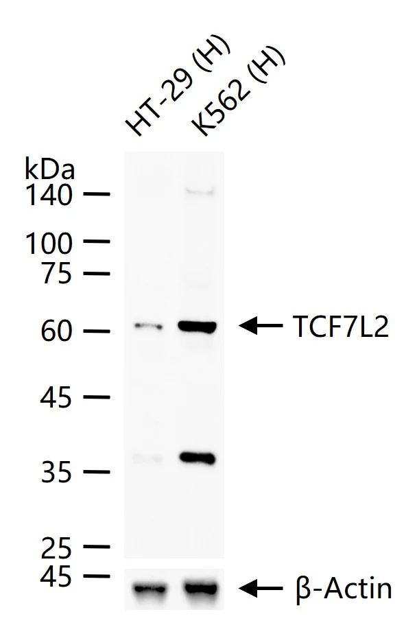 Western blot - Anti-TCF7L2 antibody [2C2] (AB326709)