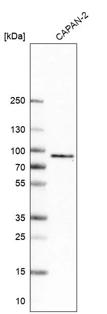 Western blot - Anti-TCF7L2 Antibody [CL11547] (AB327135)