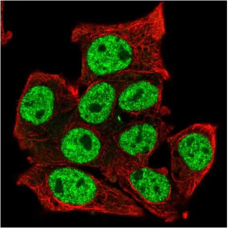 Immunocytochemistry/ Immunofluorescence - Anti-TCFL5 antibody (AB188075)