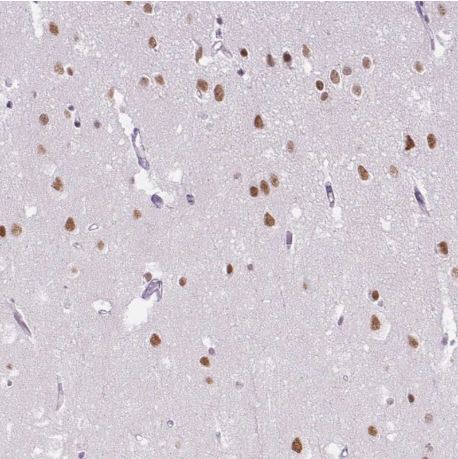 Immunohistochemistry (Formalin/PFA-fixed paraffin-embedded sections) - Anti-TCFL5 antibody (AB188075)