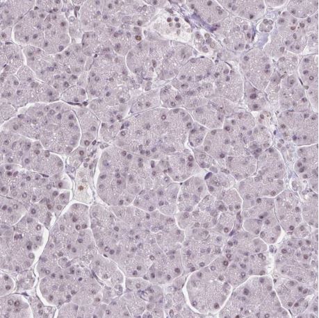 Immunohistochemistry (Formalin/PFA-fixed paraffin-embedded sections) - Anti-TCFL5 antibody (AB188075)