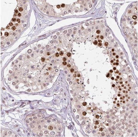 Immunohistochemistry (Formalin/PFA-fixed paraffin-embedded sections) - Anti-TCFL5 antibody (AB188075)