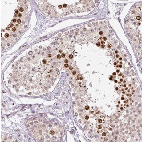 Immunohistochemistry (Formalin/PFA-fixed paraffin-embedded sections) - Anti-TCFL5 antibody (AB188075)