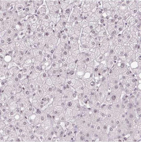 Immunohistochemistry (Formalin/PFA-fixed paraffin-embedded sections) - Anti-TCFL5 antibody (AB188075)