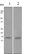 Western blot - Anti-Tcl1 antibody [EPR3949] (AB108978)