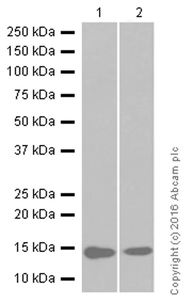 Western blot - Anti-Tcl1 antibody [EPR3949] (AB108978)