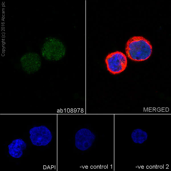Immunocytochemistry/ Immunofluorescence - Anti-Tcl1 antibody [EPR3949] - BSA and Azide free (AB199188)