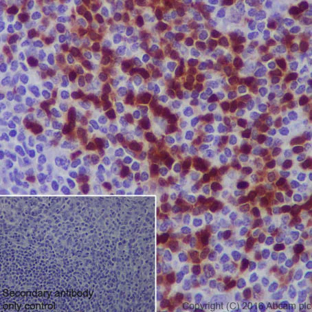 Immunohistochemistry (Formalin/PFA-fixed paraffin-embedded sections) - Anti-Tcl1 antibody [EPR3949] - BSA and Azide free (AB199188)