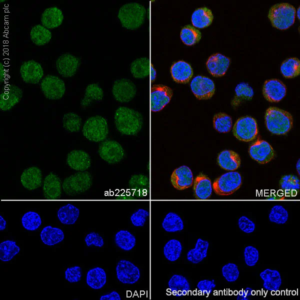 Immunocytochemistry/ Immunofluorescence - Anti-Tcl1 antibody [SP248] (AB225718)