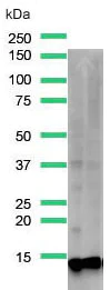Western blot - Anti-Tcl1 antibody [SP248] (AB225718)