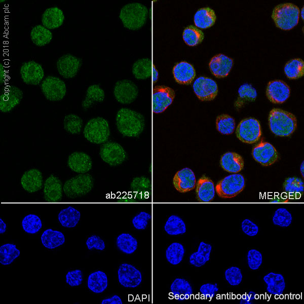 Immunocytochemistry/ Immunofluorescence - Anti-Tcl1 antibody [SP248] - BSA and Azide free (AB242426)