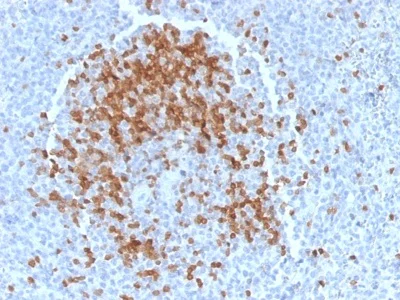 Immunohistochemistry (Formalin/PFA-fixed paraffin-embedded sections) - Anti-Tcl1 antibody [TCL1/2078] (AB238077)