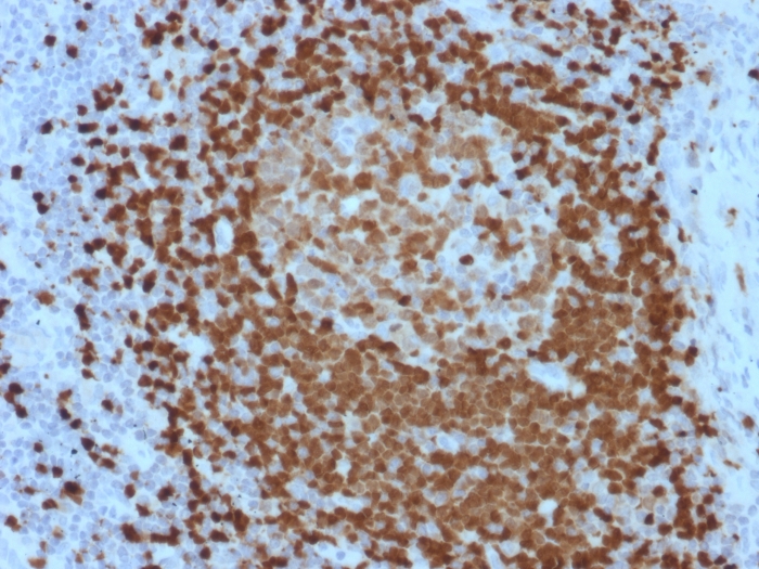 Immunohistochemistry (Formalin/PFA-fixed paraffin-embedded sections) - Anti-Tcl1 antibody [TCL1/2079] - BSA and Azide free (AB268261), expandable thumbnail