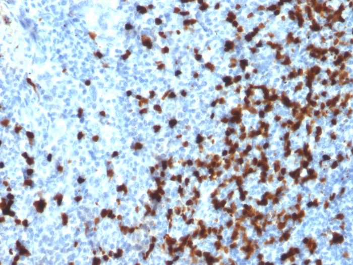 Immunohistochemistry (Formalin/PFA-fixed paraffin-embedded sections) - Anti-Tcl1 antibody [TCL1/2079] - BSA and Azide free (AB268261), expandable thumbnail