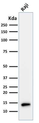 Western blot - Anti-Tcl1 antibody [TCL1/2079] - BSA and Azide free (AB268261), expandable thumbnail