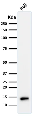 Western blot - Anti-Tcl1 antibody [TCL1/2079] - BSA and Azide free (AB268261)
