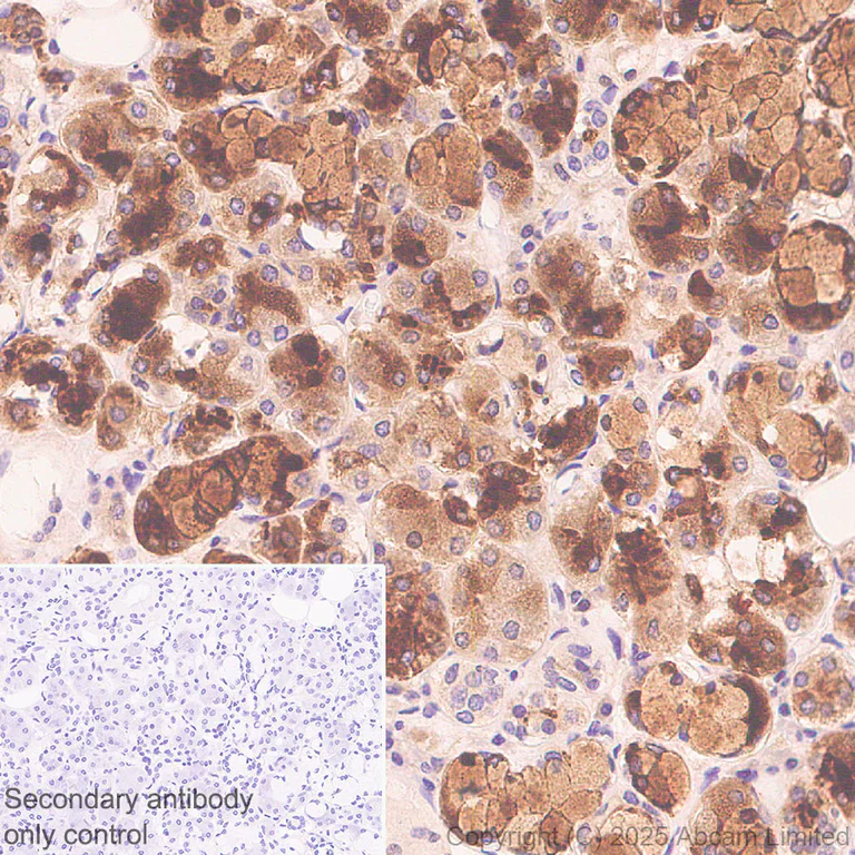Immunohistochemistry (Formalin/PFA-fixed paraffin-embedded sections) - Anti-TCN1 antibody [EPR30835-583R] - BSA and Azide free (AB325144)
