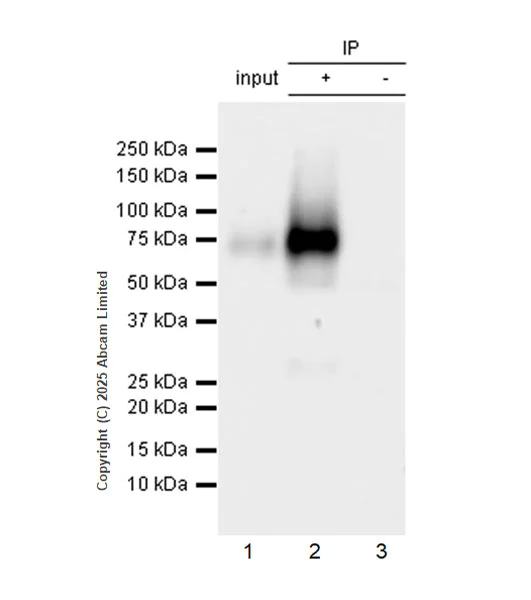 Immunoprecipitation - Anti-TCN1 antibody [EPR30835-583R] - BSA and Azide free (AB325144)