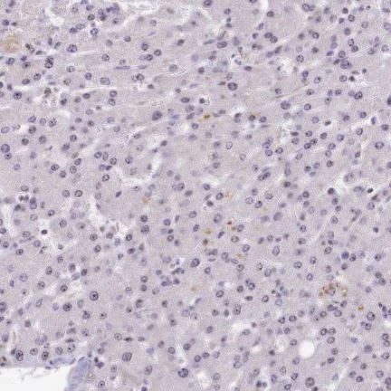 Immunohistochemistry (Formalin/PFA-fixed paraffin-embedded sections) - Anti-TCOF1 antibody (AB224544)